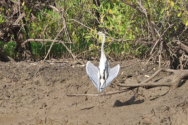 Grey Heron